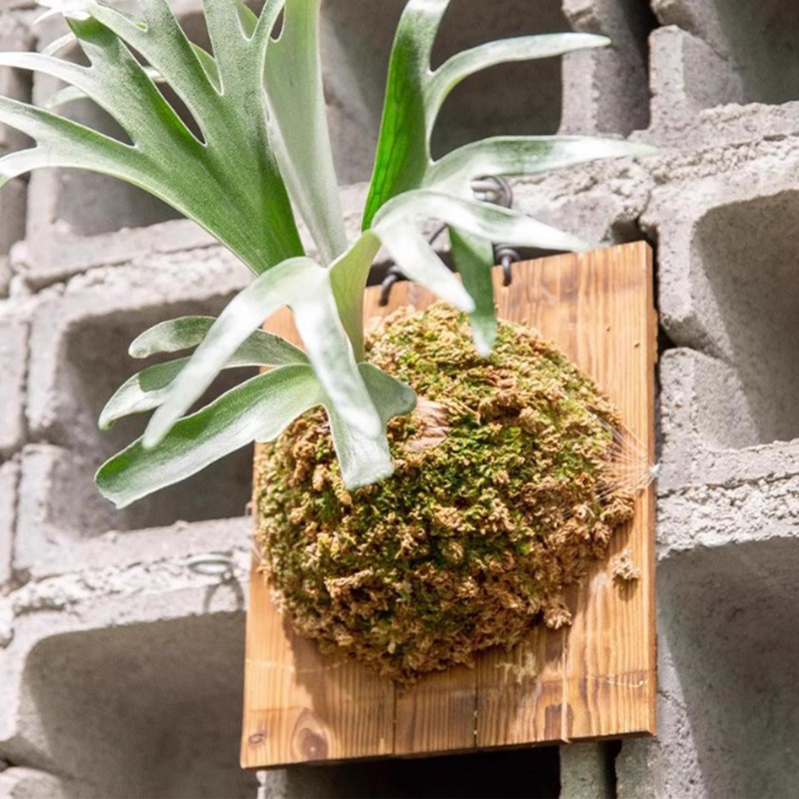 Vertical Wall Planter - 1 Stuks Indoor Houten Staghorn Varen