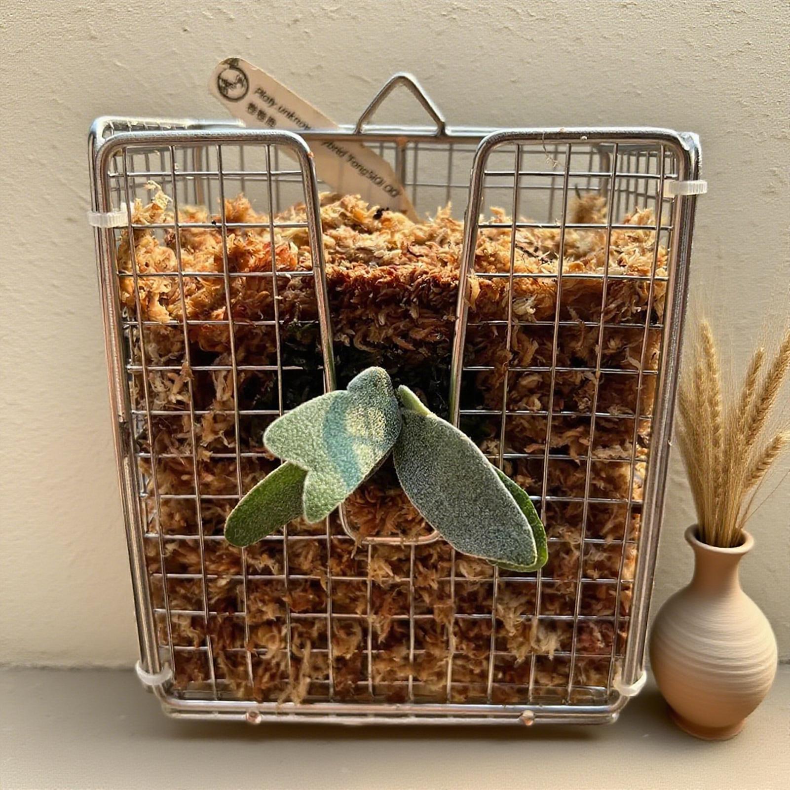 Staghorn Fern-montageset roest - Vertical Wall Planter recensie en prijs