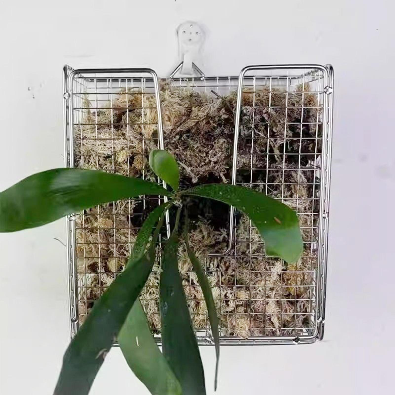 Staghorn Fern-montageset roest - Vertical Wall Planter recensie en prijs