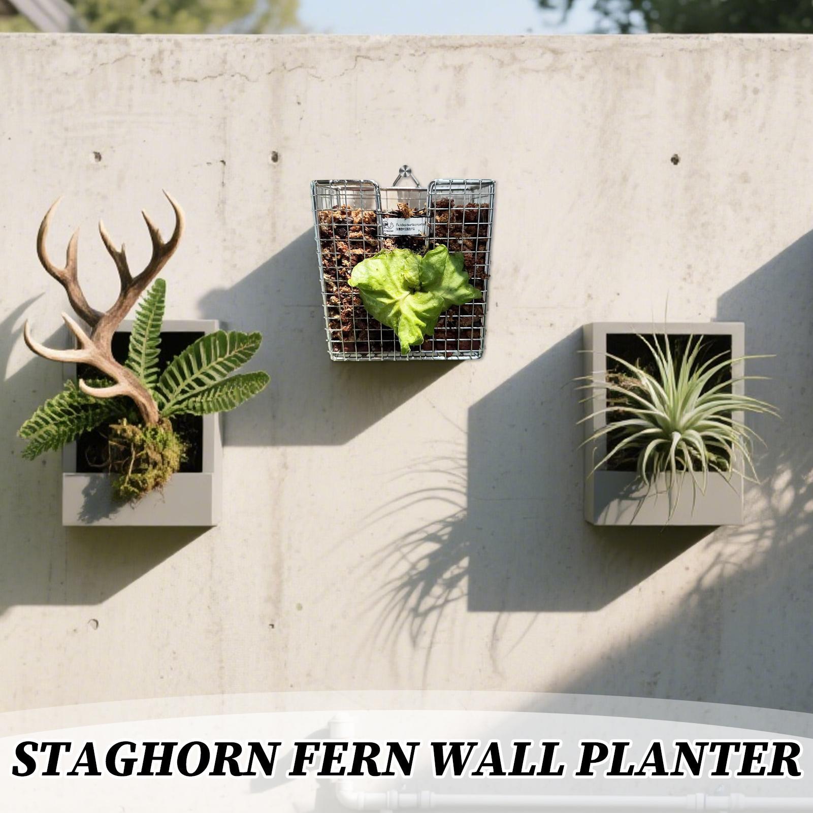 Staghorn Fern-montageset roest - Vertical Wall Planter recensie en prijs