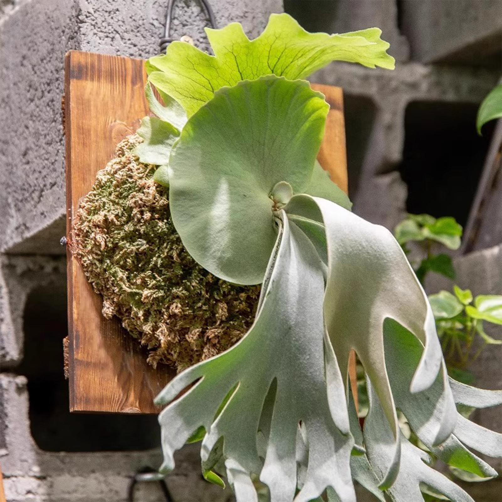 1 Stuks Indoor Houten Staghorn - Vertical Wall Planter recensie en prijs
